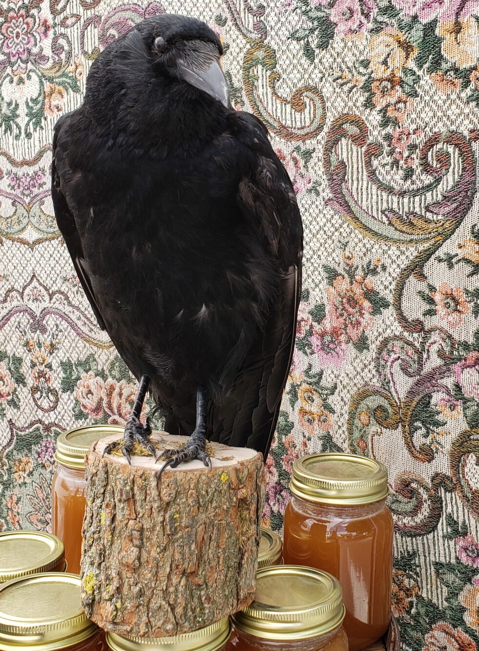 Crows Caw auction 3